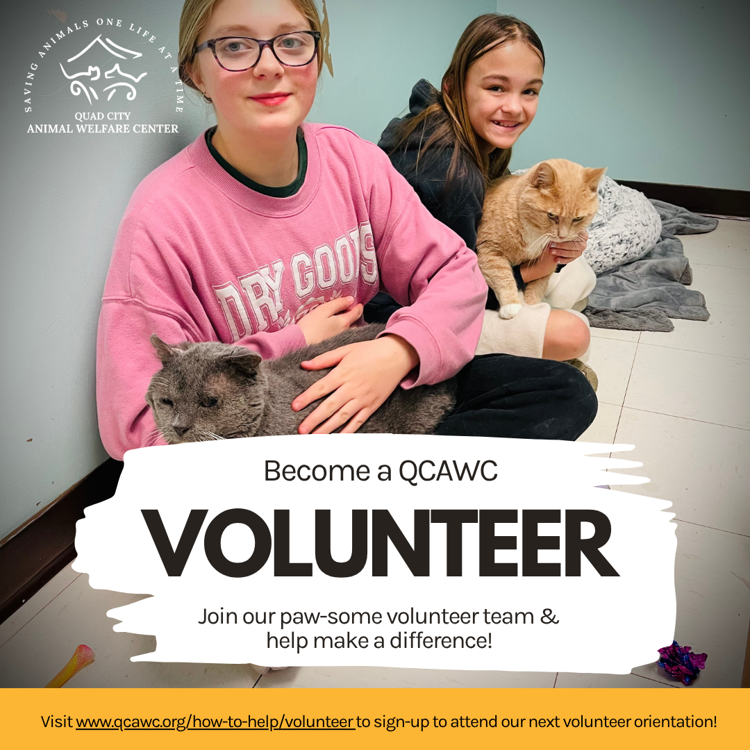 Volunteer orientation graphic max and mr kitty